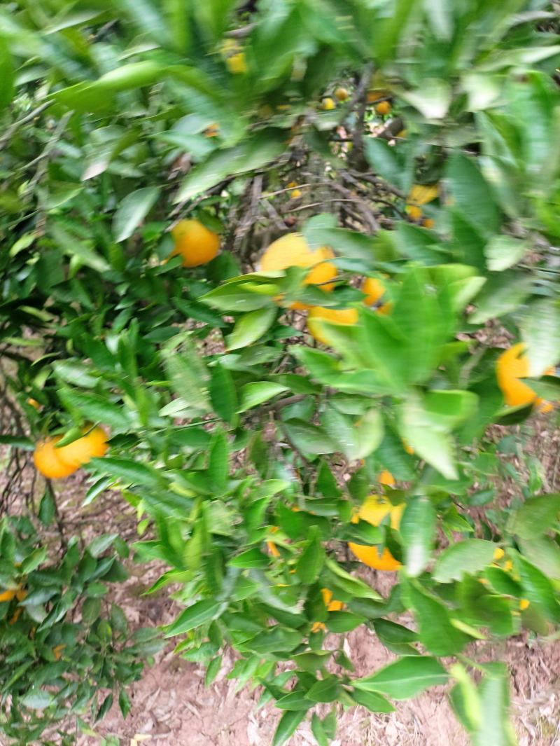 大量锦橙100已经上市，果大皮薄，口感鲜美，需要的老联系