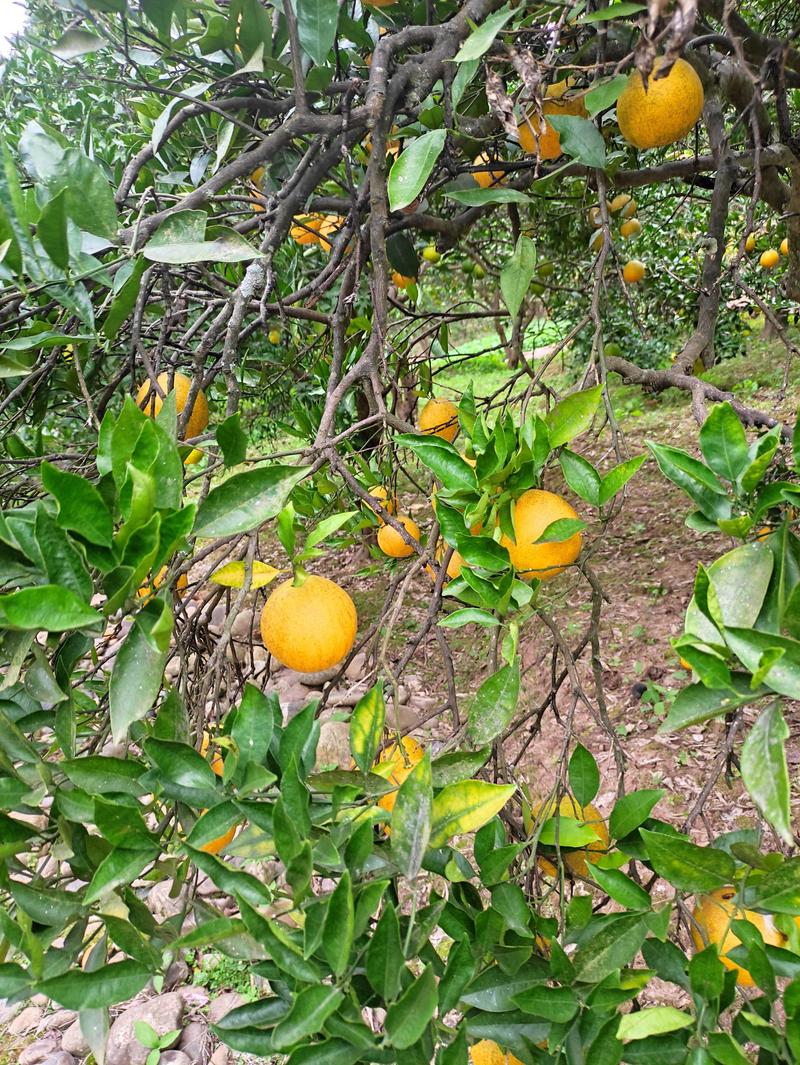 大量锦橙100已经上市，果大皮薄，口感鲜美，需要的老联系