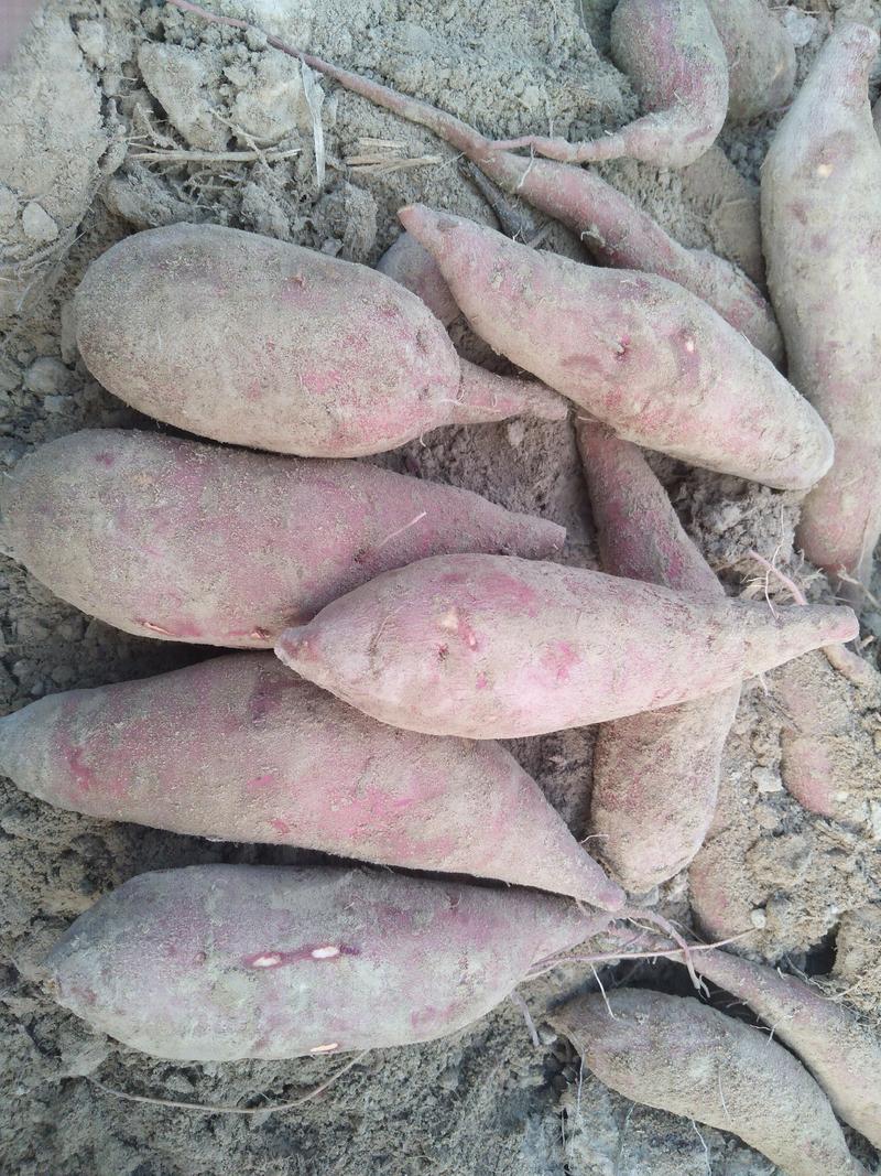 广东陆丰精品红薯，板栗薯，广薯87大量上市供应