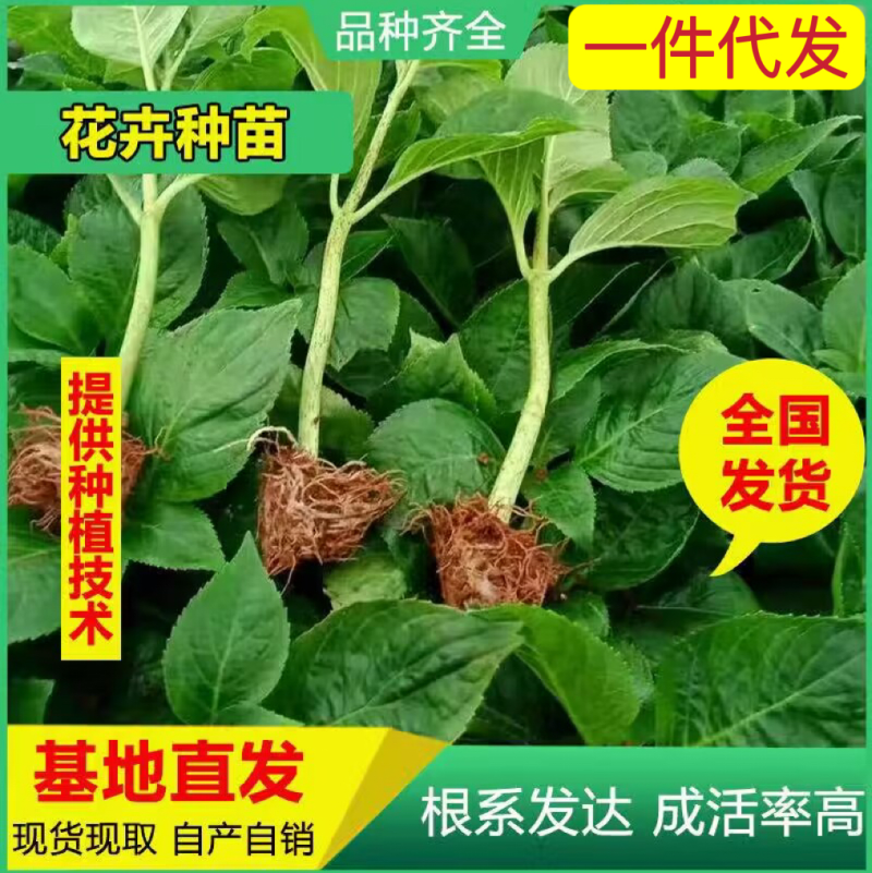 【一件代发】八仙花种苗无尽夏绣球苗裸根扦插小苗当年开花