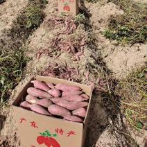 广东陆丰精品红薯，板栗薯，广薯87大量上市供应