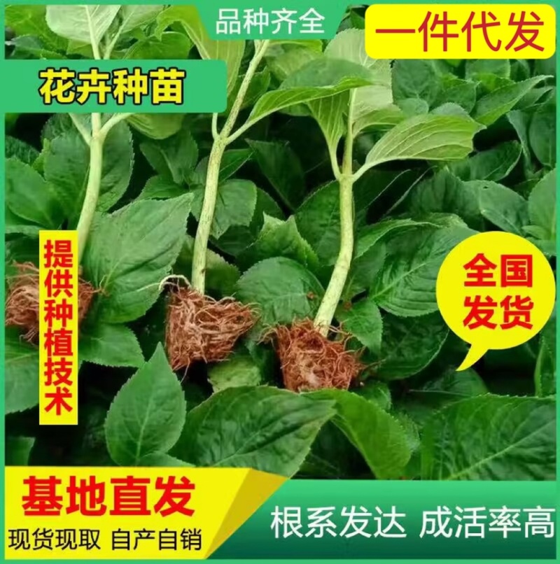 【一件代发】八仙花种苗无尽夏绣球苗裸根扦插小苗当年开花
