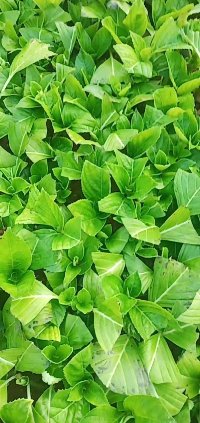 【一件代发】八仙花种苗无尽夏绣球苗裸根扦插小苗当年开花