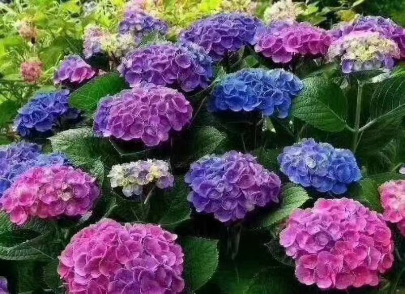 【一件代发】八仙花种苗无尽夏绣球苗裸根扦插小苗当年开花