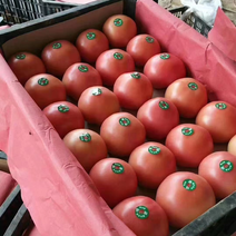 河南焦作精品硬粉西红柿大量有货供应，全国，