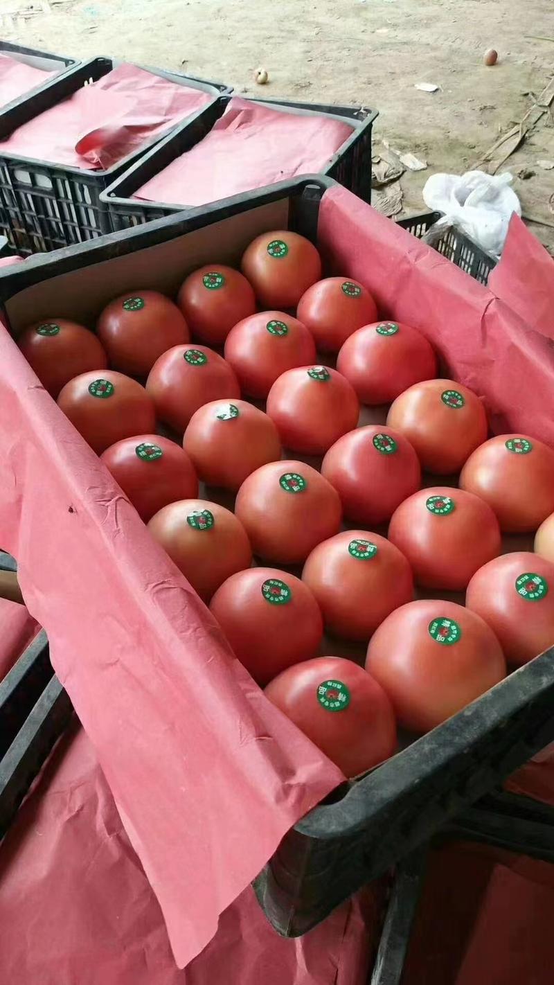 河南焦作精品硬粉西红柿大量有货供应，代发全国，