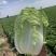 【精品】黄心白菜产地直供优质湖北大白菜质量保障