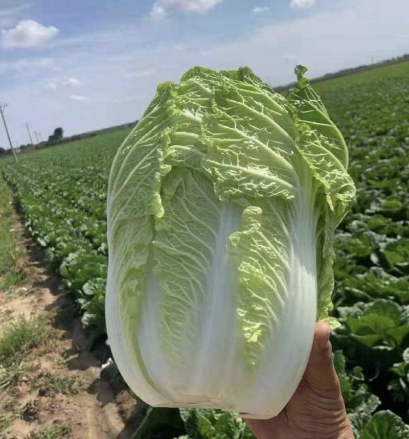 【精品】黄心白菜产地直供优质湖北大白菜质量保障