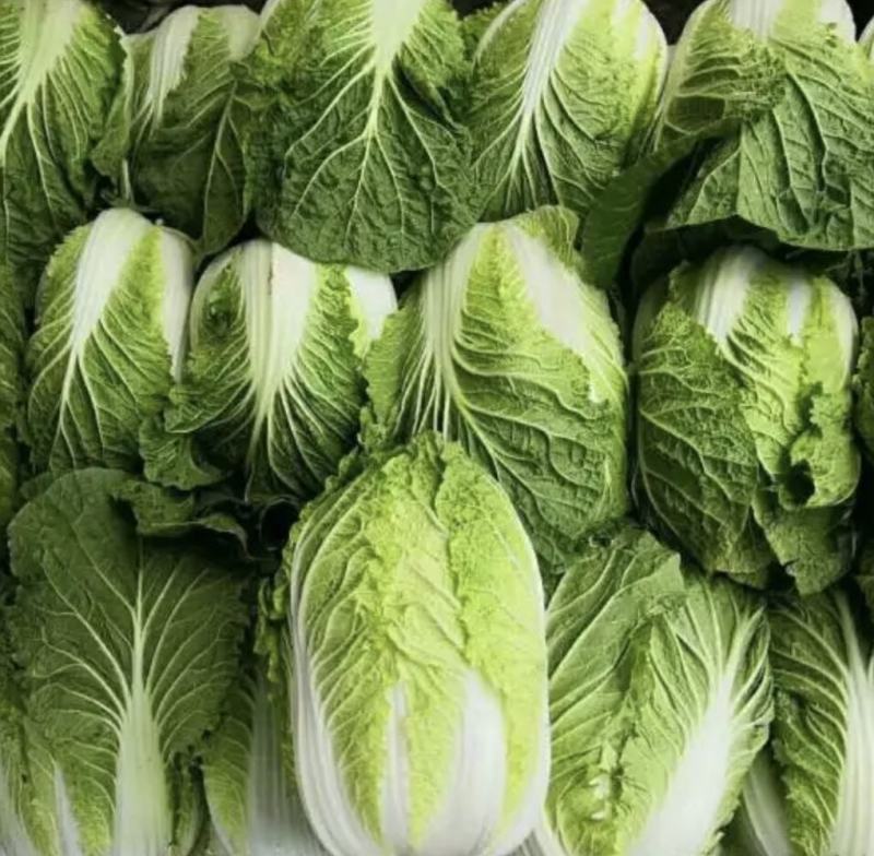 【精品】黄心白菜产地直供优质湖北大白菜质量保障