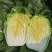 【精品】黄心白菜产地直供优质湖北大白菜质量保障