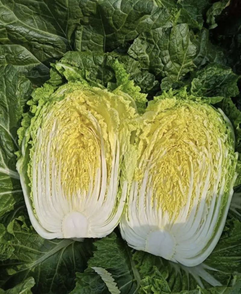 【精品】黄心白菜产地直供优质湖北大白菜质量保障