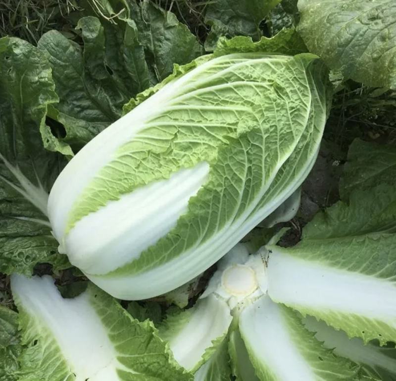 【精品】黄心白菜产地直供优质湖北大白菜质量保障