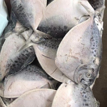 鲳鱼东海鲳鱼燕鱼鳊鱼双板20斤