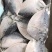 鲳鱼东海鲳鱼燕鱼鳊鱼双板20斤