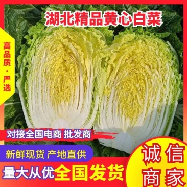 【精品】黄心白菜产地直供优质湖北大白菜质量保障