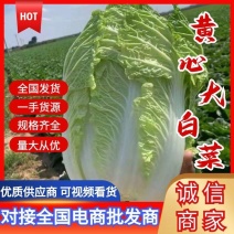 湖北白菜精品黄心白菜黄心产地直供价格便宜欢迎联系