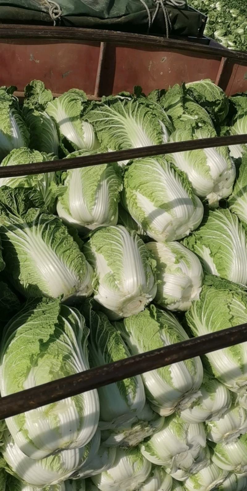 湖北白菜精品黄心白菜黄心产地直供价格便宜欢迎联系