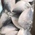 鲳鱼东海鲳鱼燕鱼鳊鱼双板20斤