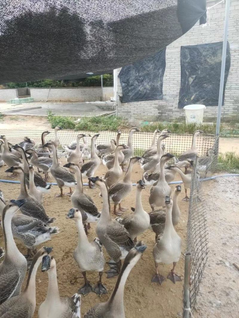 阳江鹅