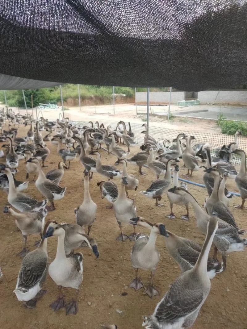 阳江鹅