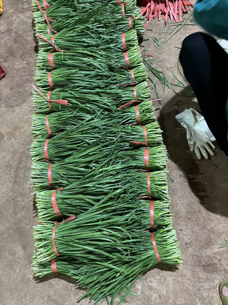 【根粗叶厚】黑土地韭菜广东省发货对接市场色泽浓绿