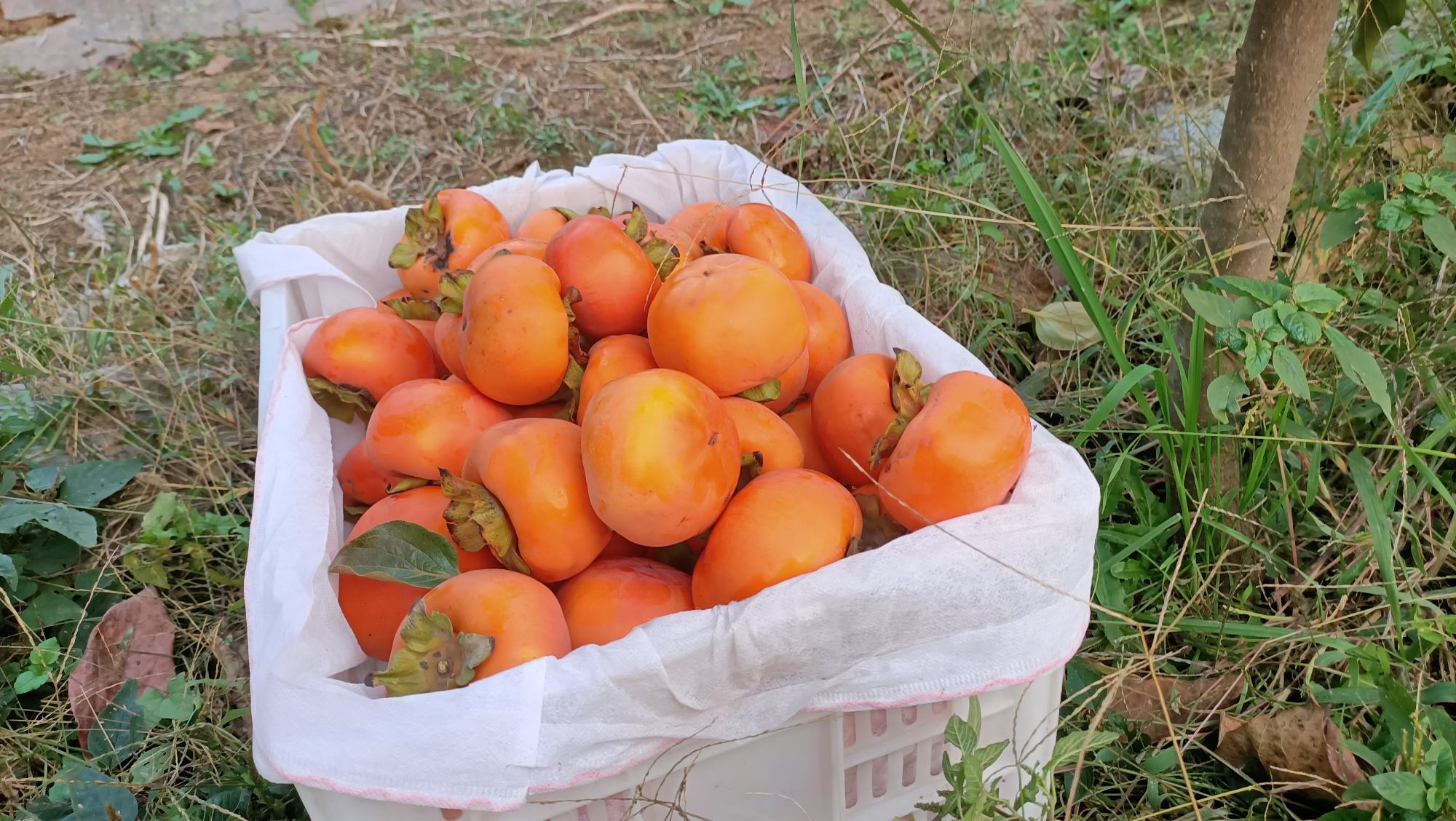 一位更年期女性正在享用新鲜柿子,背景为秋季果园 更年期女性食用柿子