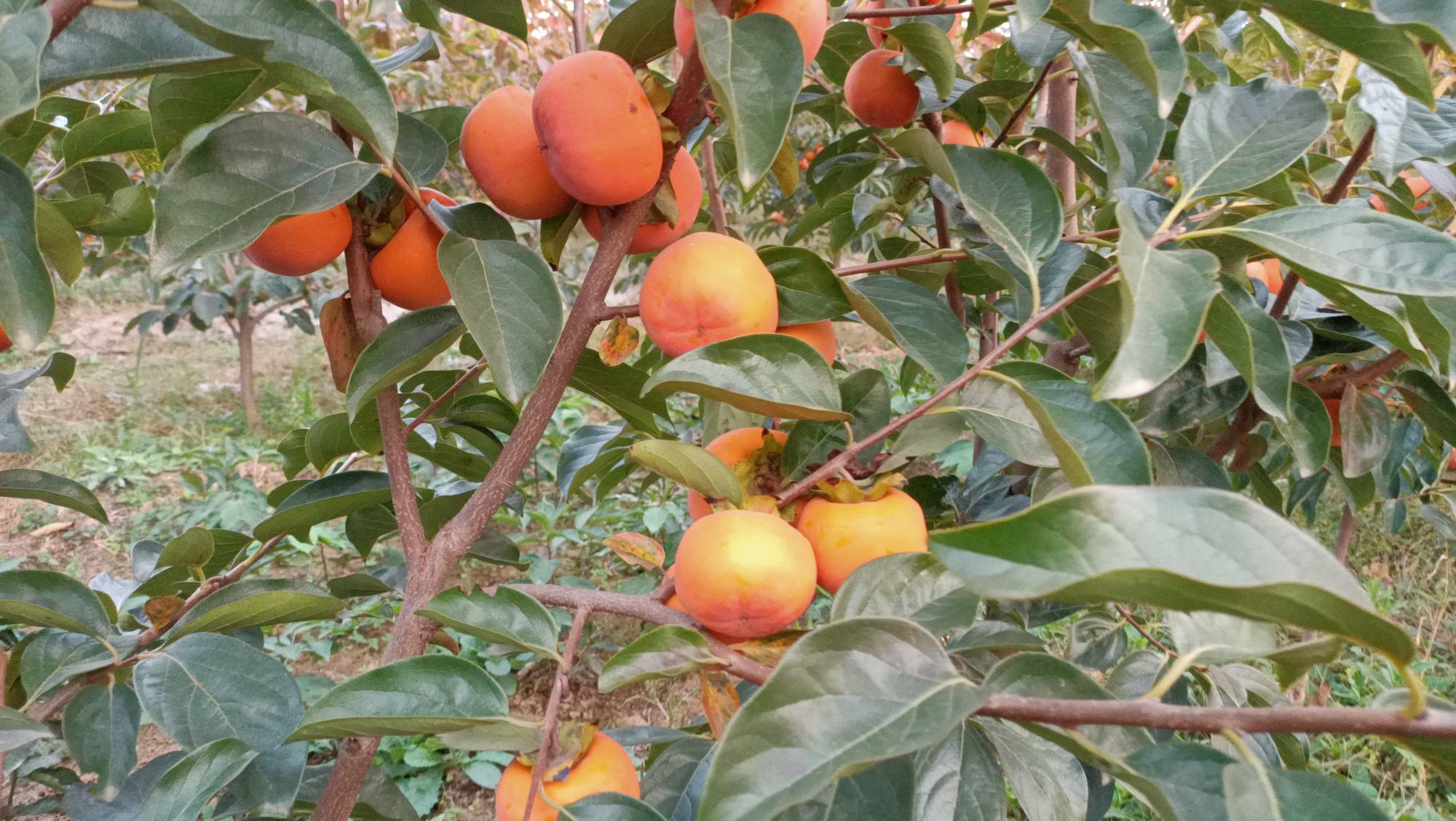 果农正在采摘成熟的大秋甜柿,果实色泽鲜亮,饱满诱人 大秋甜柿采摘现场