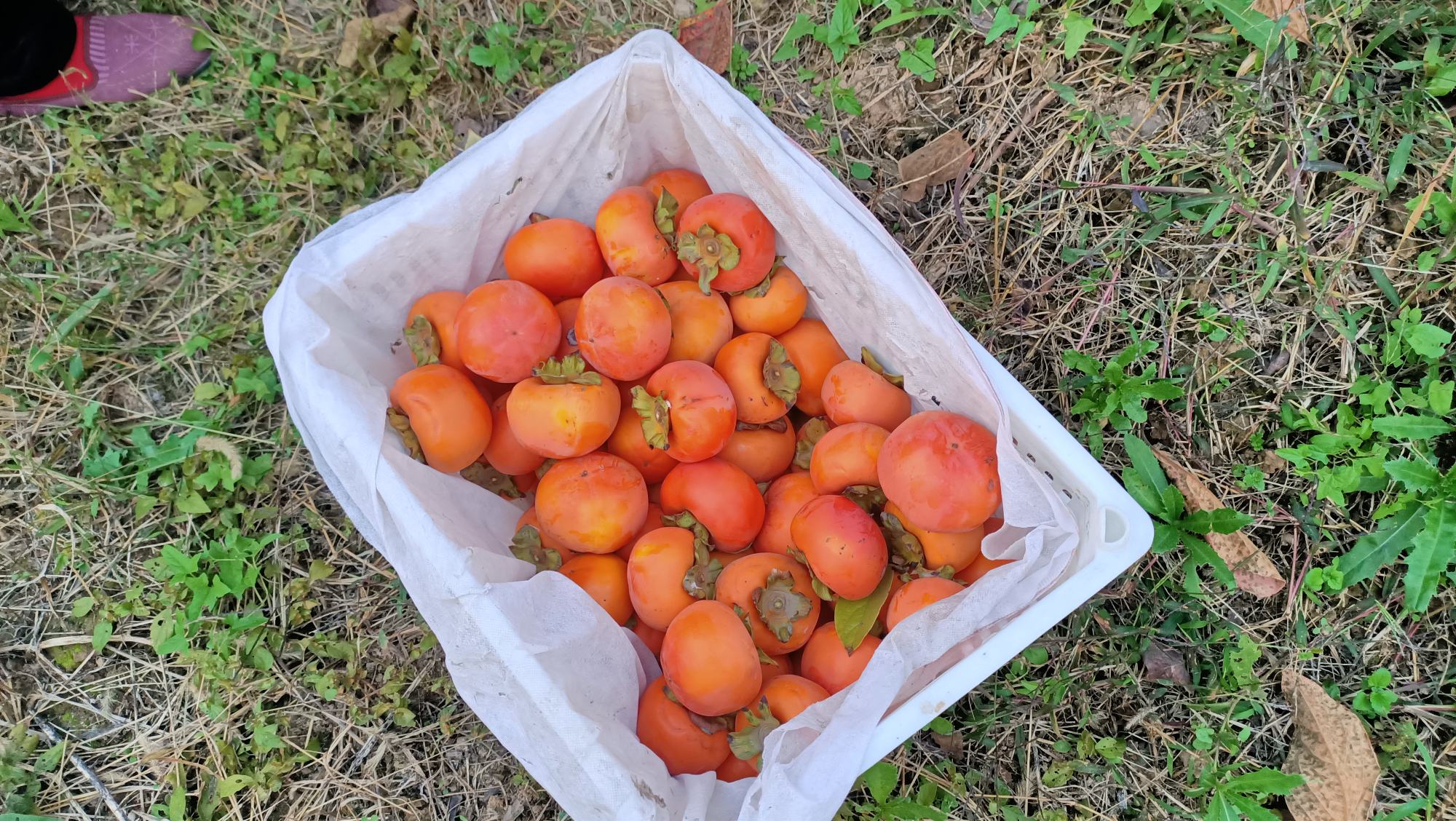 图片说明:甜橙整齐地摆放在果篮中,置于阴凉通风处 甜橙放在果篮中存放