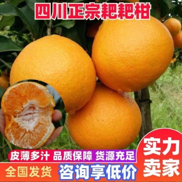 春见耙耙柑：纯甜化渣。对接全国电商及批发市场，