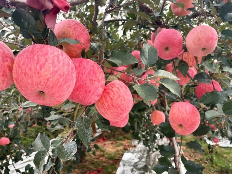 山东省烟台红富士苹果，产地发货，可视频苹果10月20上市