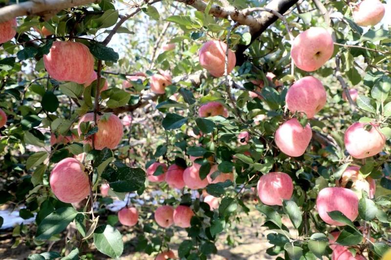 .来自苹果黄金种植带不打蜡，无农化