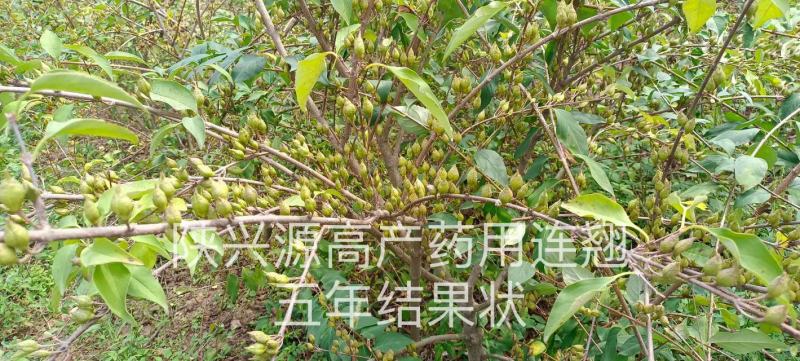 四年大苗陕西高产药用连翘基地直发包技术包回收