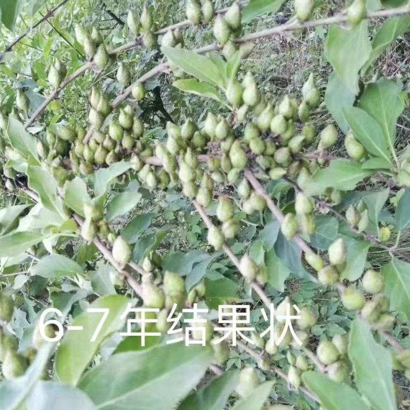 高产药用连翘当年种子包技术包回收产地直发