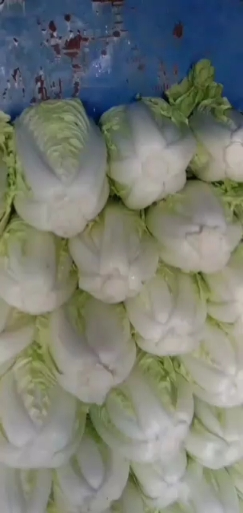 精品黄心菜！夏阳菜！货源充足！量大质优，产地直发保证质量