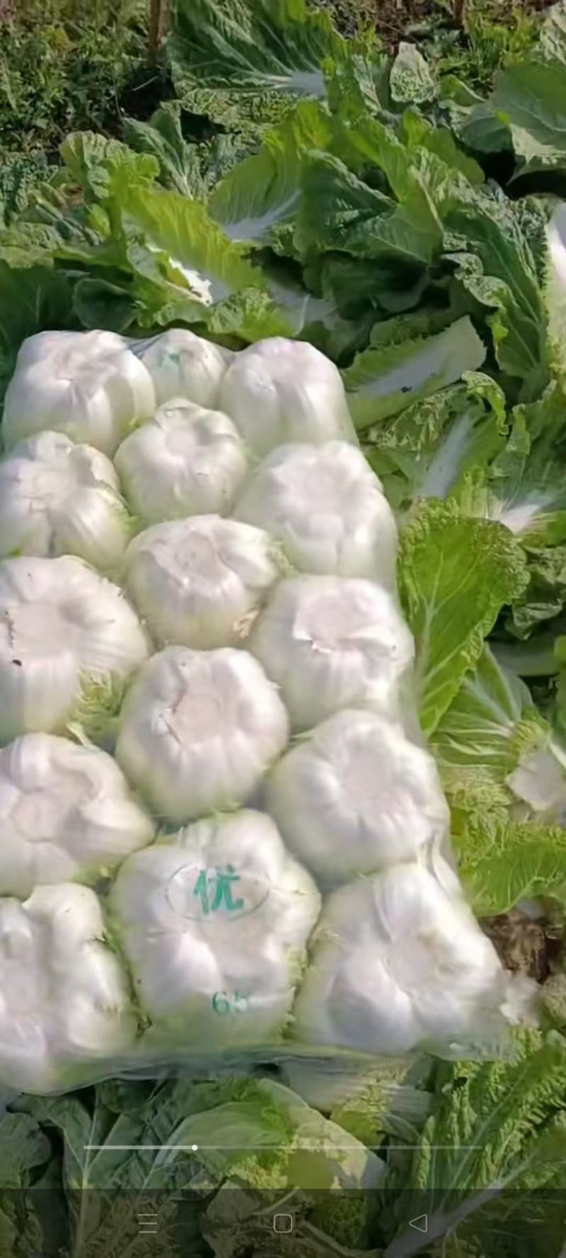 精品黄心菜！夏阳菜！货源充足！量大质优，产地直发保证质量