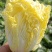 精品黄心菜！夏阳菜！货源充足！量大质优，产地直发保证质量