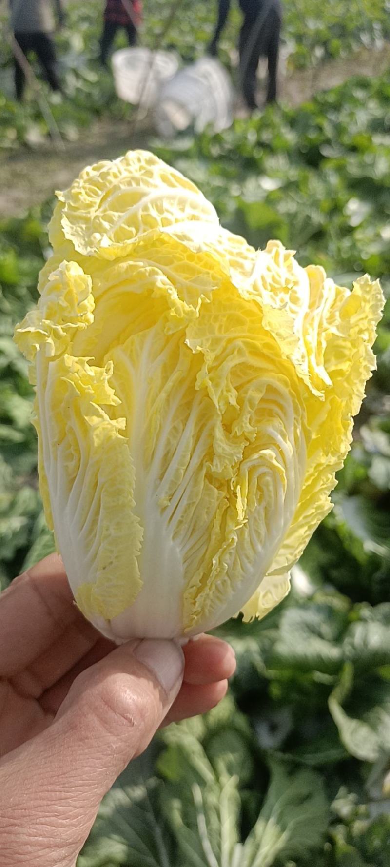 精品黄心菜！夏阳菜！货源充足！量大质优，产地直发保证质量