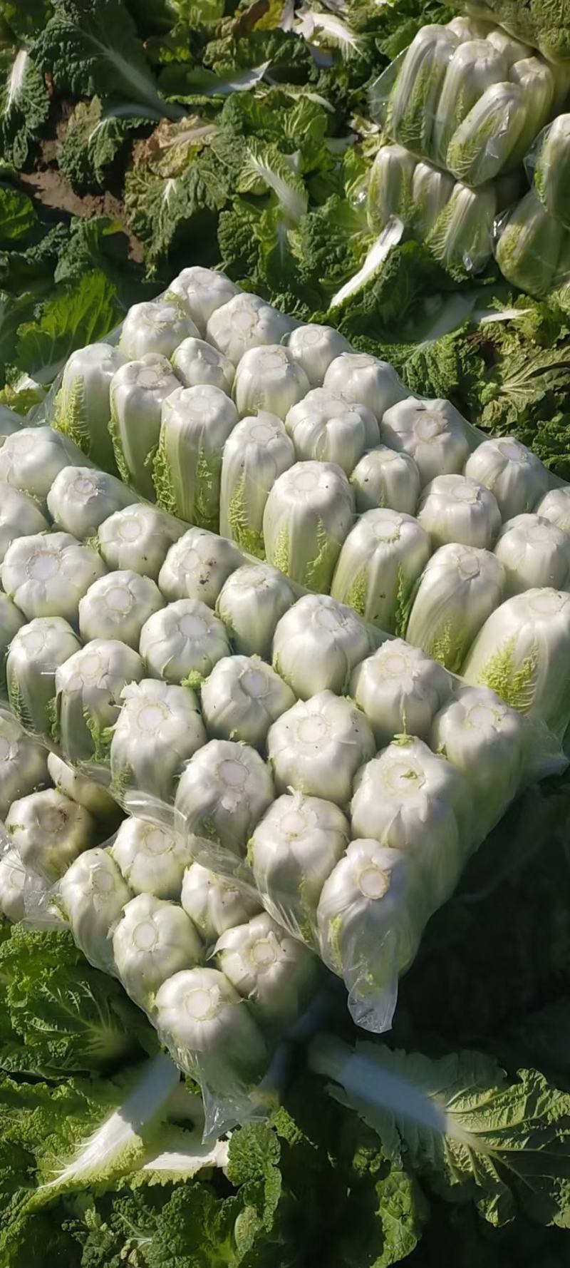 精品黄心菜！夏阳菜！货源充足！量大质优，产地直发保证质量