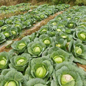 云南、泸西小铁头、大量上市产地直供、量大优惠、视频看货
