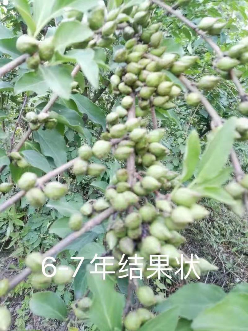 高产药用连翘当年种子包技术包回收产地直发