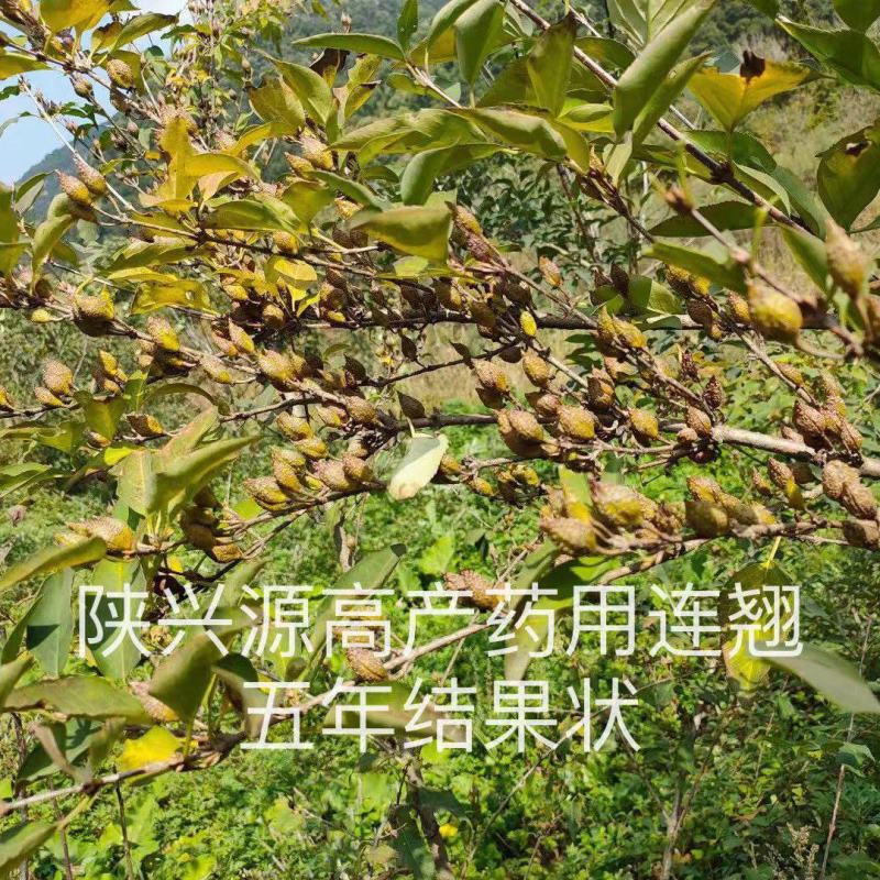 高产药用连翘当年种子包技术包回收产地直发
