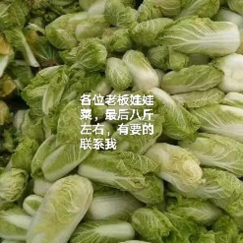 娃娃菜