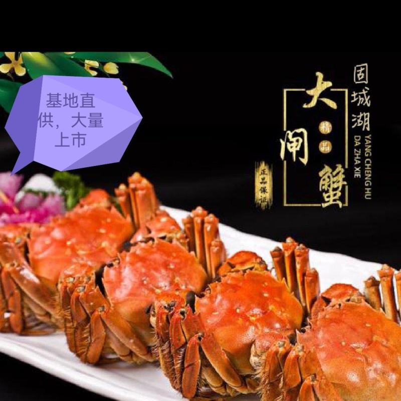 江苏省南京市高淳区，固城湖红膏大闸蟹，无黄，无膏包赔。