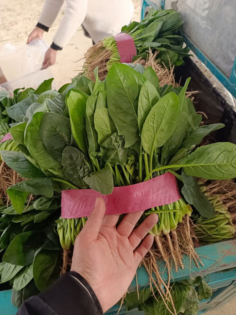 河南滑县万亩意大利生菜基地，产地直供，供应各大批发市场