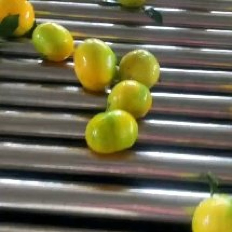 [优]蜜橘柑桔蜜桔宜昌蜜桔自家果园大量现货