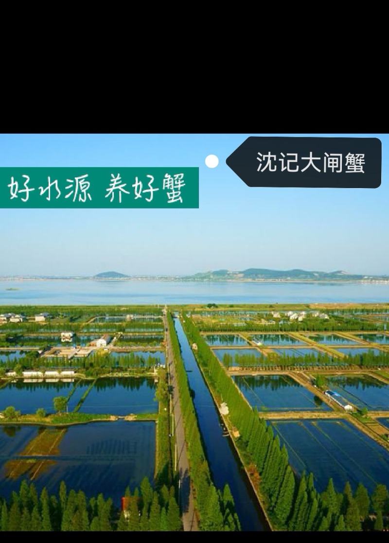 江苏省南京市高淳区，固城湖红膏大闸蟹，无黄，无膏包赔。