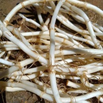 精品鱼腥草，欢迎订购