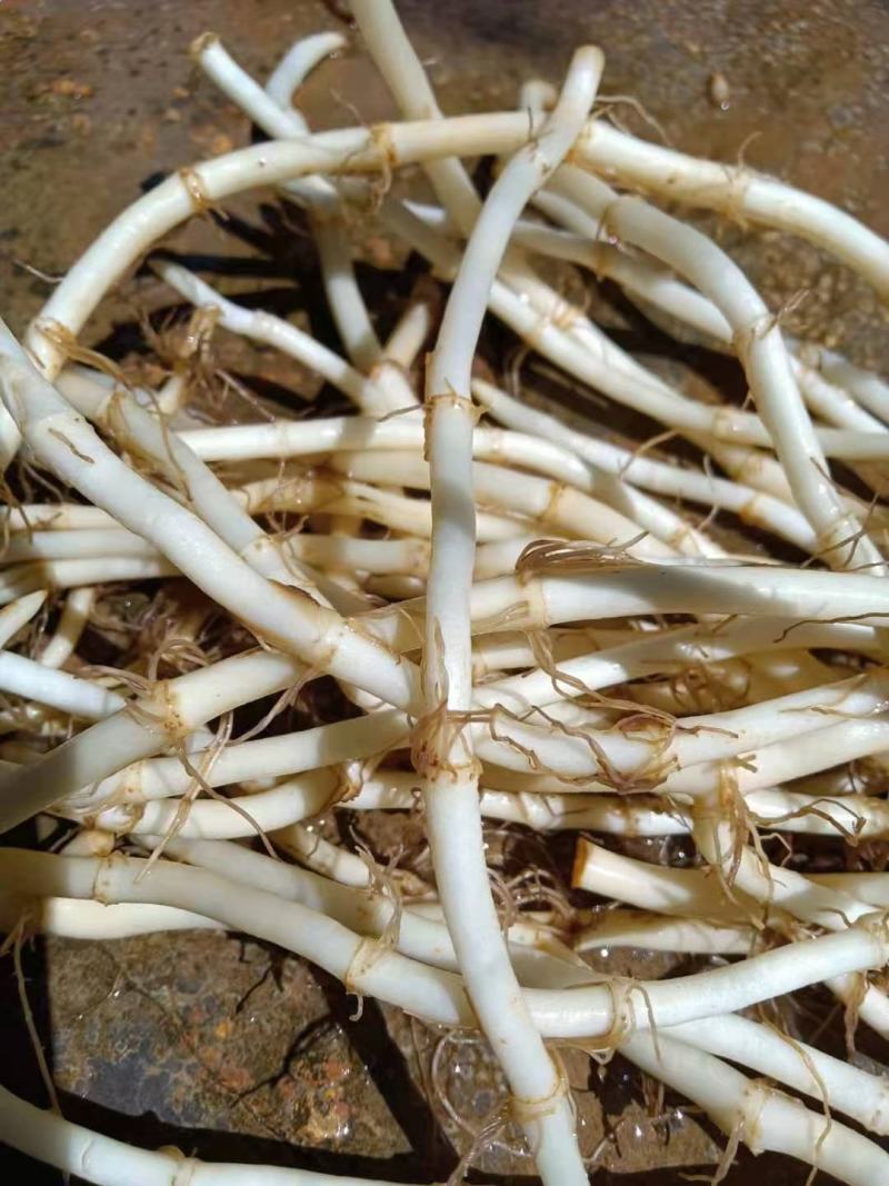 精品鱼腥草，欢迎订购
