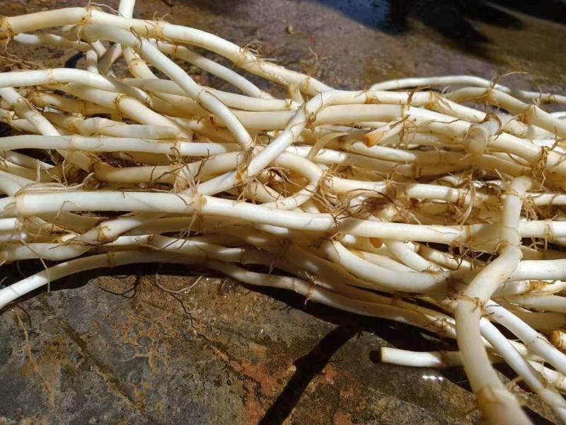 精品鱼腥草，欢迎订购