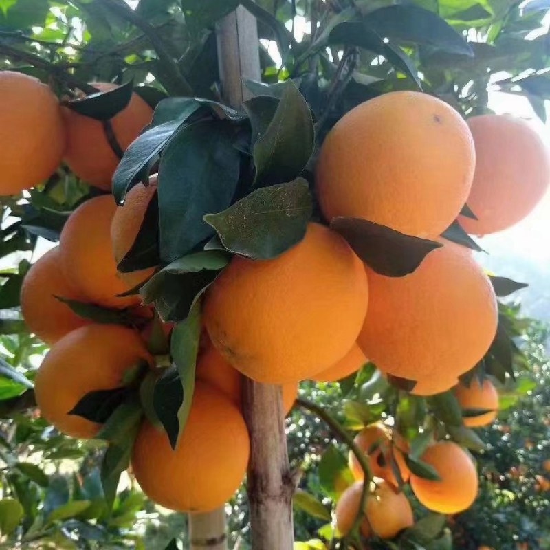 赣南脐橙